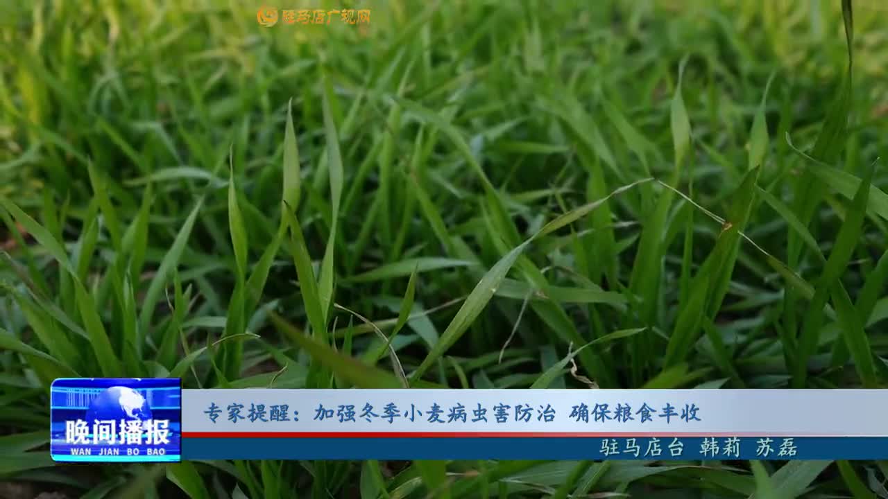 專家提醒：加強冬季小麥病蟲害防治 確保糧食豐收