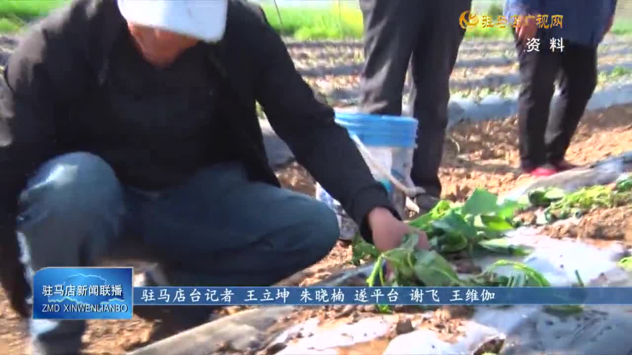 【一村一品話振興】遂平縣花莊鎮(zhèn)：紅薯產業(yè)拓寬村民增收渠道