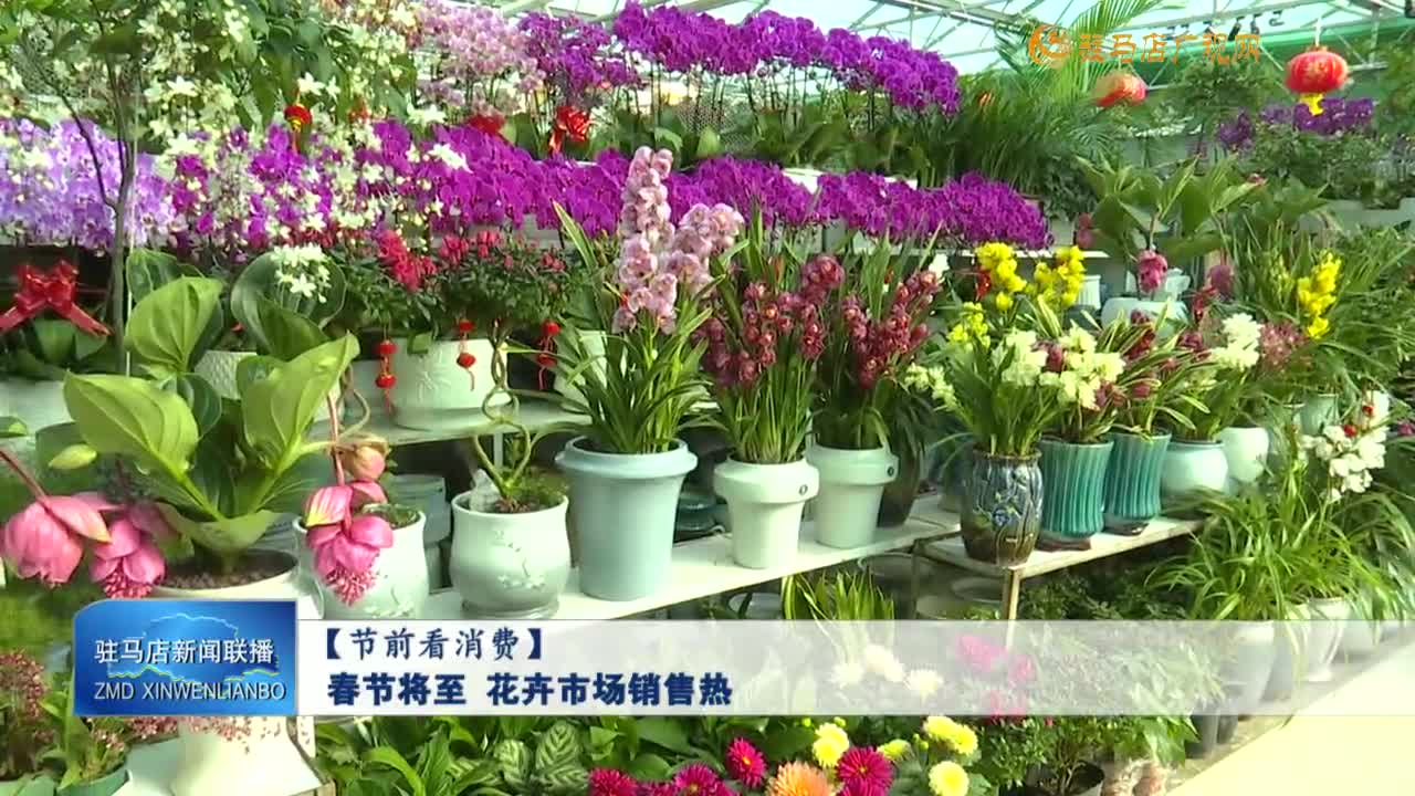 【節(jié)前看消費】春節(jié)將至 花卉市場銷售熱