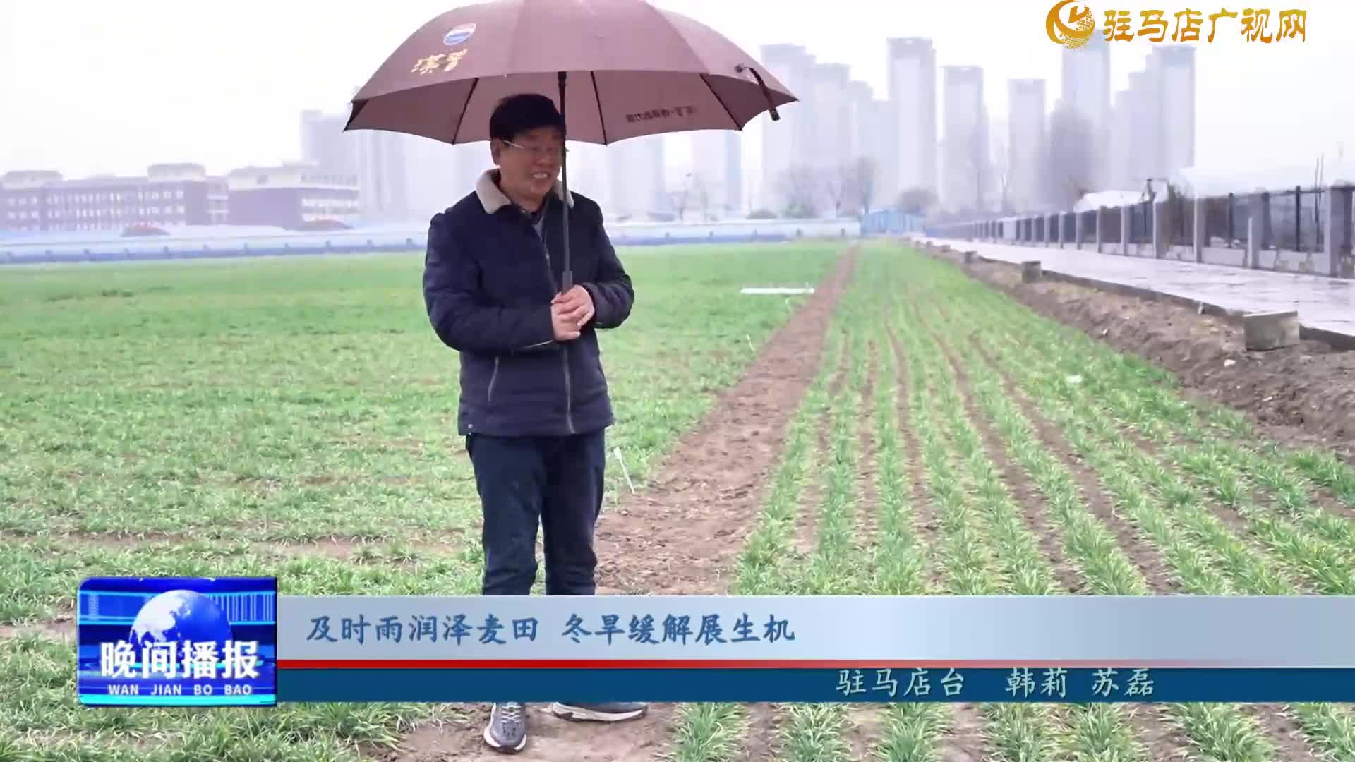 及時雨潤澤麥田 冬旱緩解展生機