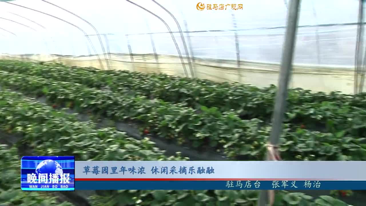 草莓園里年味濃 休閑采摘樂融融