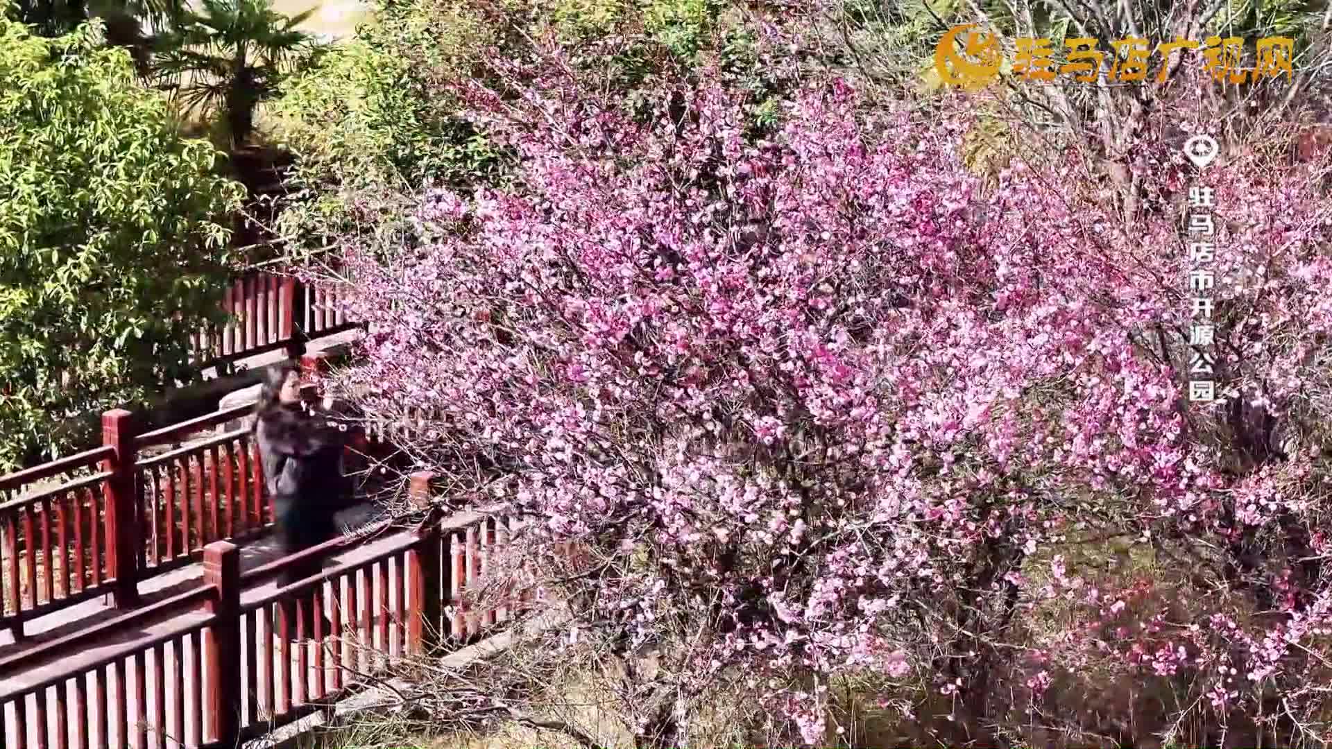 大美天中：開源公園 梅花綻放迎春來(lái)