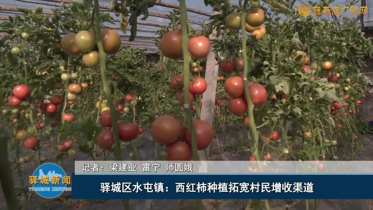 驛城區(qū)水屯鎮(zhèn)：西紅柿種植拓寬村民增收渠道