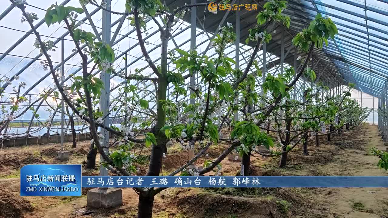 確山縣普會寺鎮(zhèn)：車?yán)遄臃N植帶動群眾走上增收路