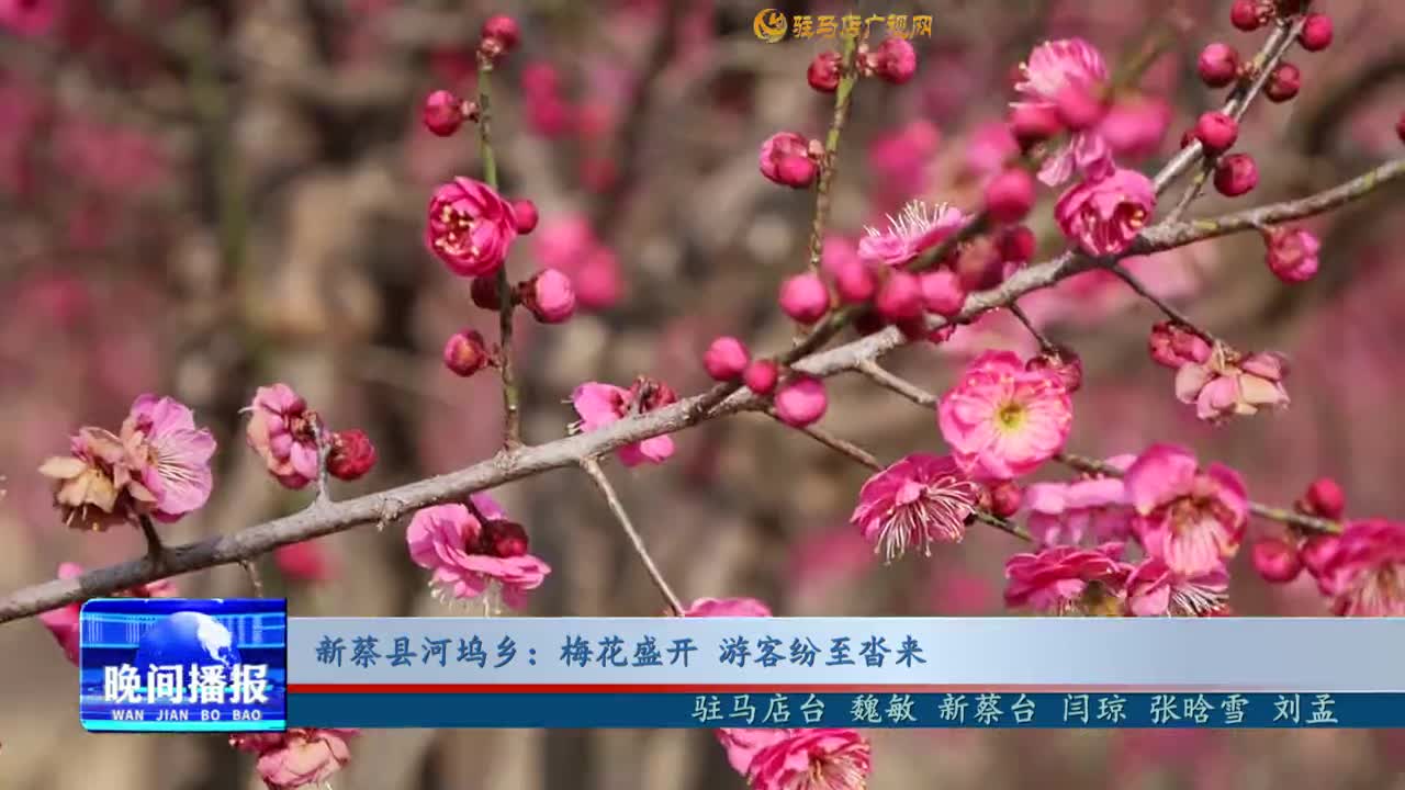 新蔡縣河塢鄉(xiāng)：梅花盛開(kāi) 游客紛至沓來(lái)