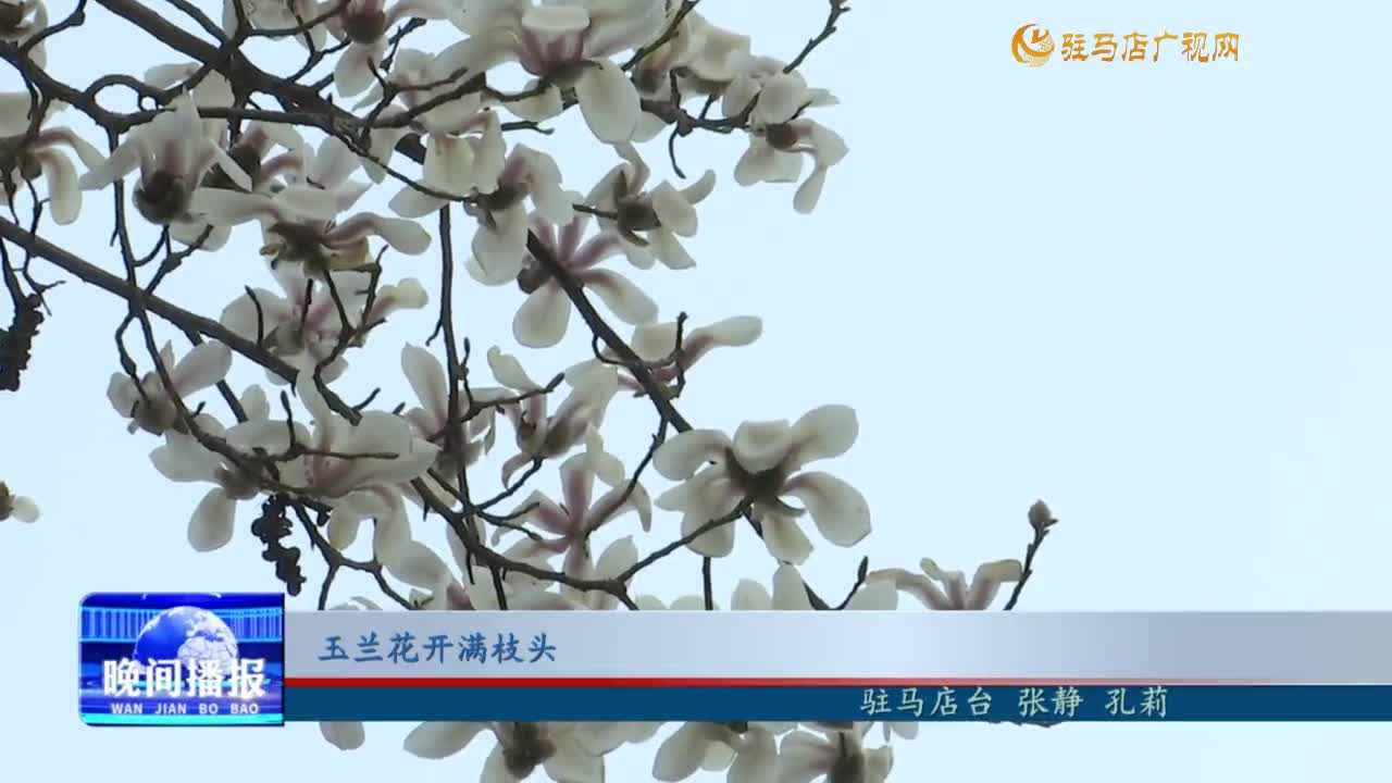 玉蘭花開滿枝頭