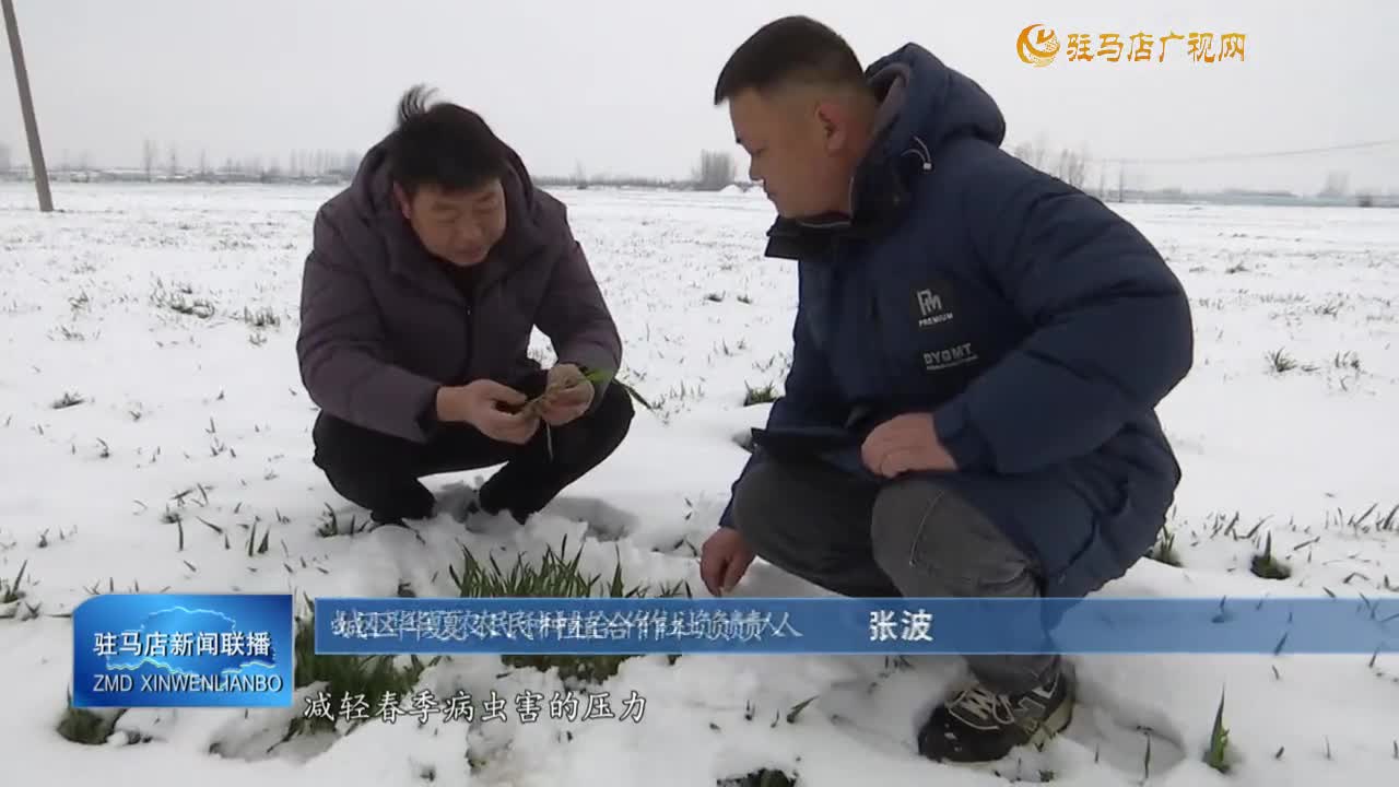 瑞雪潤麥田 種糧大戶笑開顏