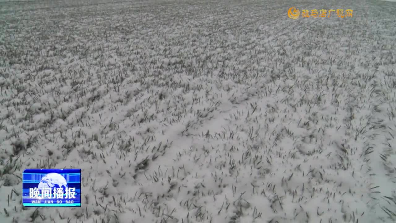 【春管正當時】遂平縣：降溫降雪后加強麥田管理 助力夏糧豐收