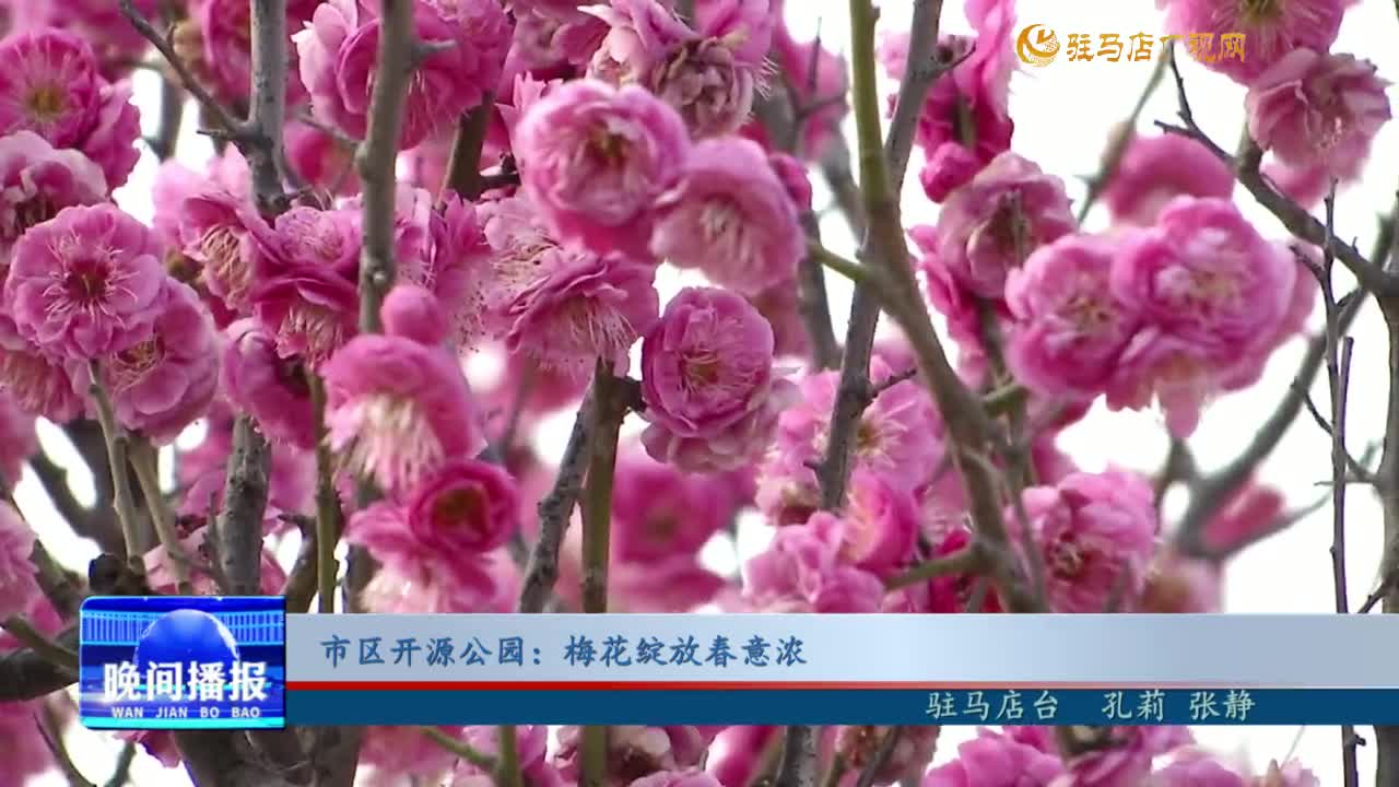 市區(qū)開源公園：梅花綻放春意濃