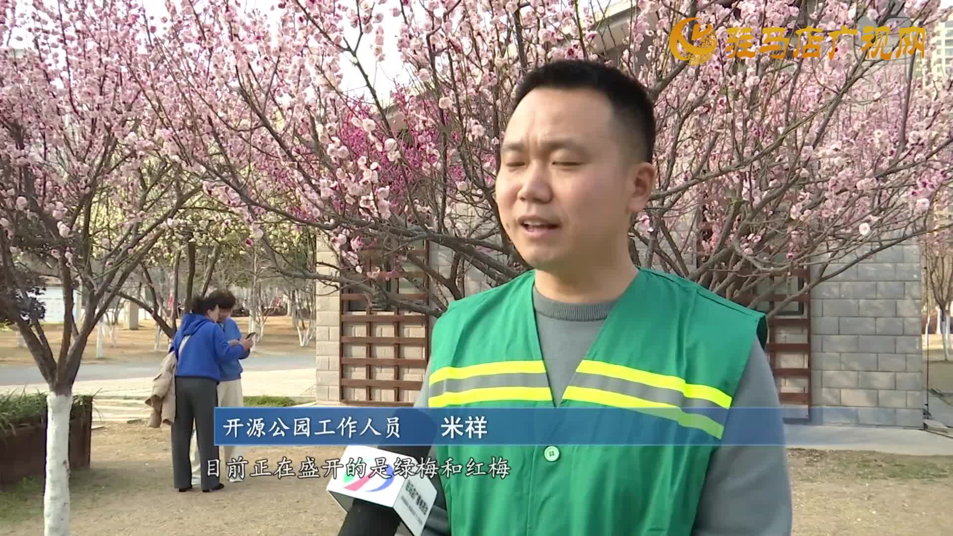 开源公园：梅花绽放春意浓