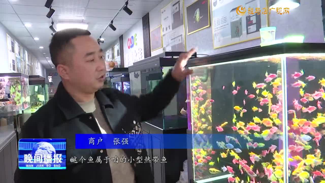 我市觀賞魚市場升溫