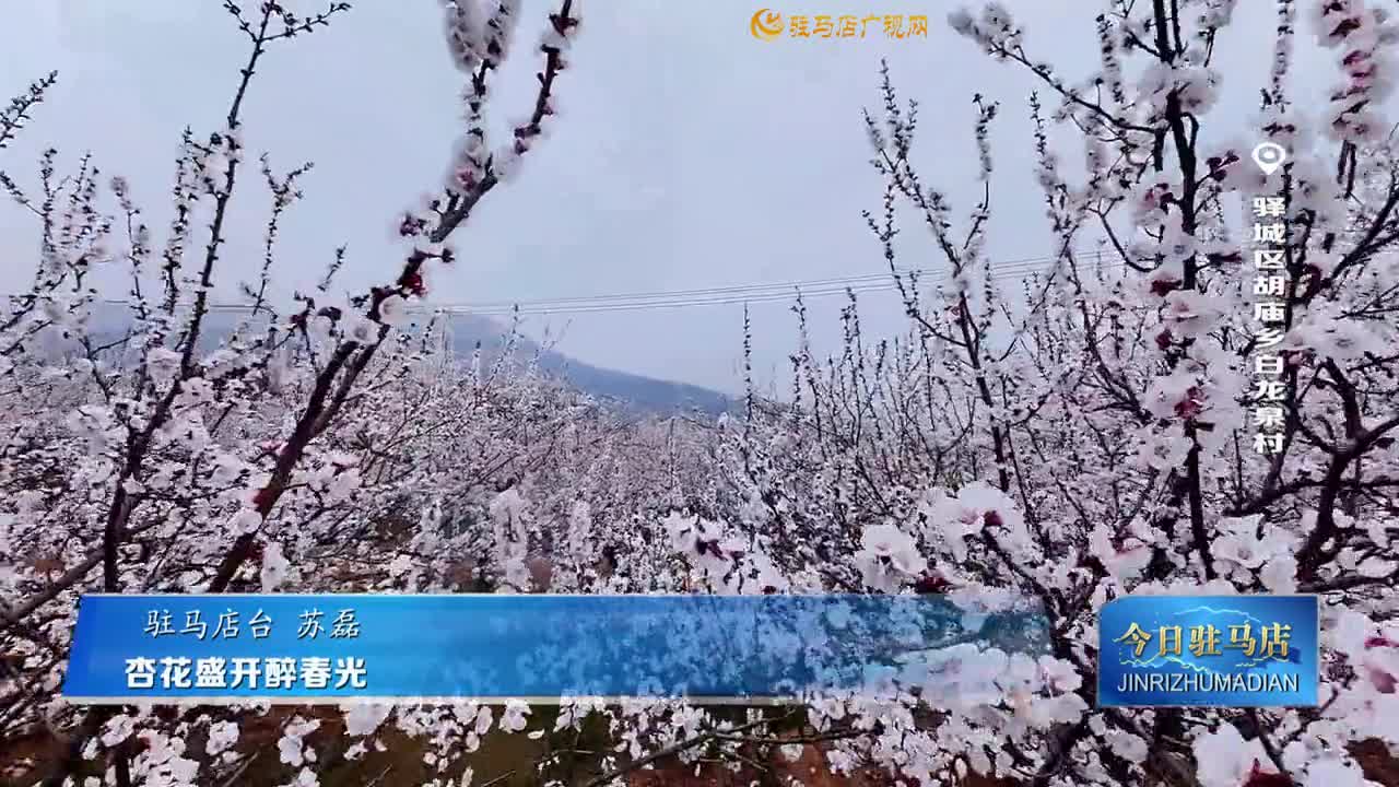 杏花盛開(kāi)醉春光