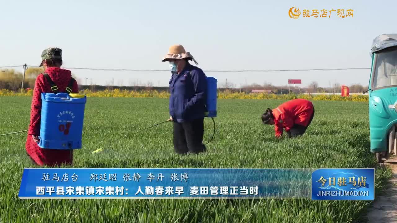 西平縣宋集鎮(zhèn)宋集村：人勤春來(lái)早 麥田管理正當(dāng)時(shí)