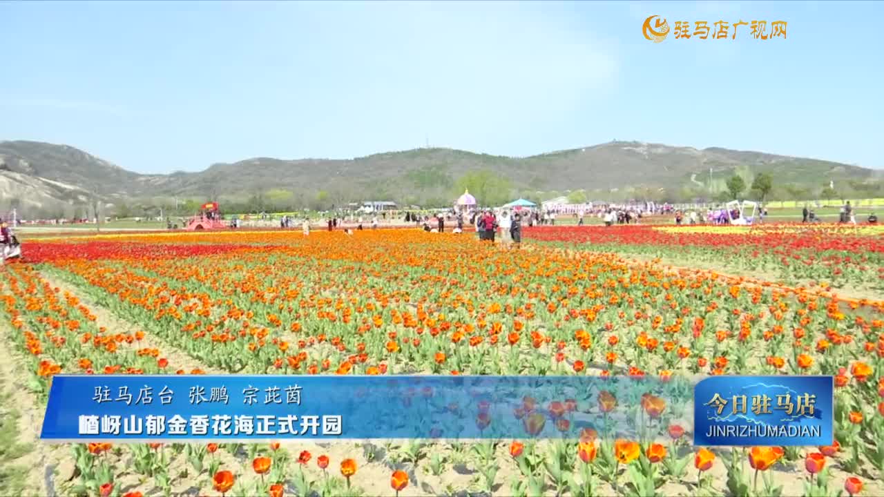 嵖岈山郁金香花海正式開(kāi)園