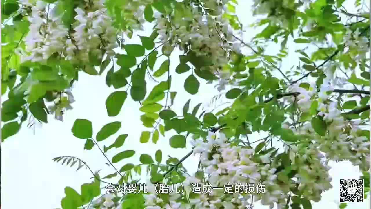 又到了吃槐花的季節(jié) 食用要點(diǎn)別錯(cuò)過