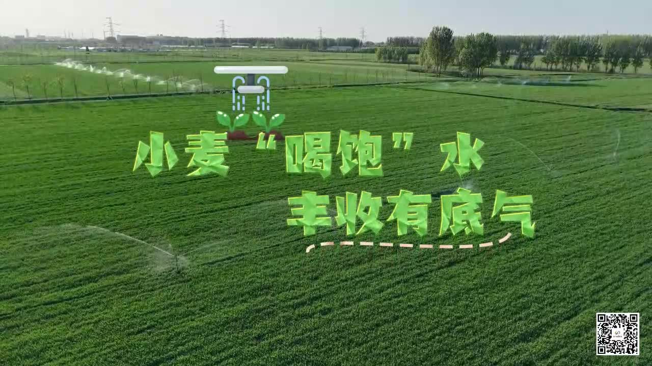 小麥“喝飽”水 豐收有底氣
