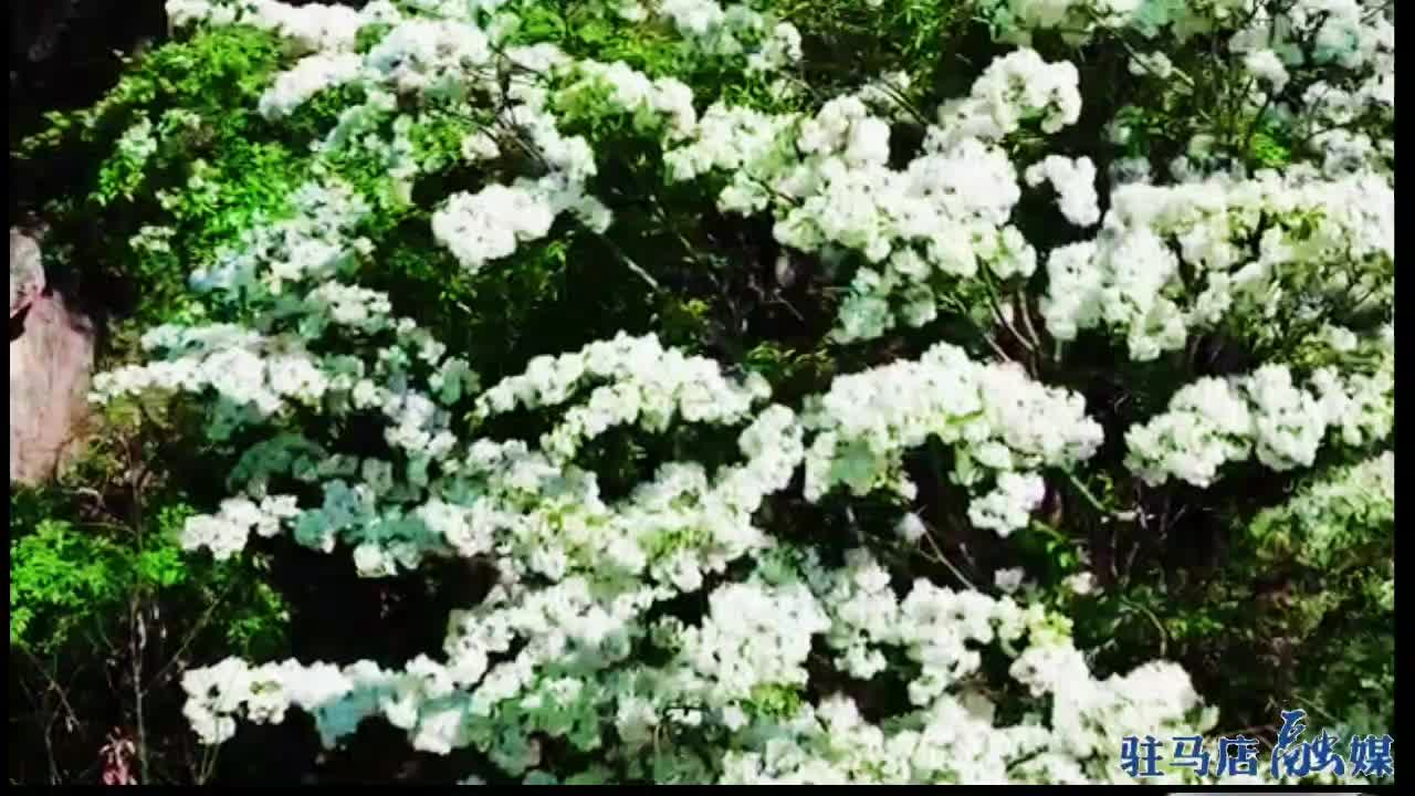 【大美天中】駐馬店：流蘇四月散清香 花開如雪盡芳菲