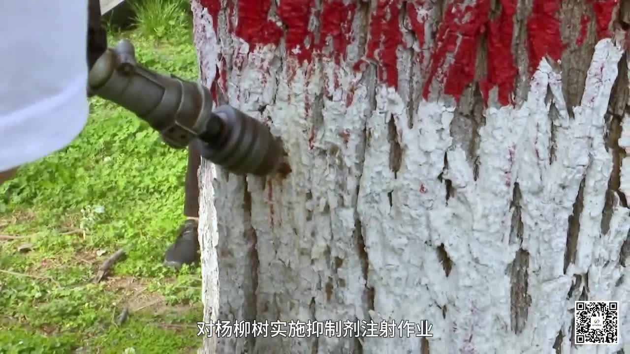開(kāi)啟“毛毛大作戰(zhàn)” 為楊柳樹(shù)“打針”