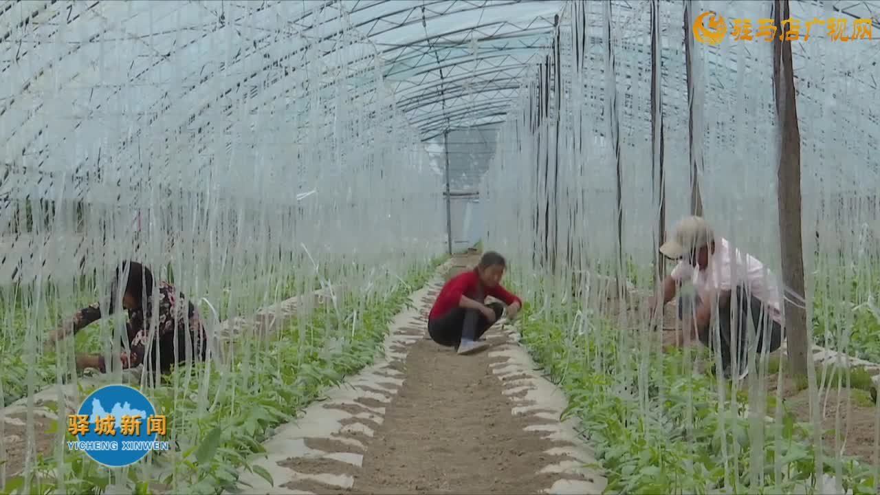 驛城區(qū)順河街道馬莊村：大棚種植成為村民增收的“綠色銀行”