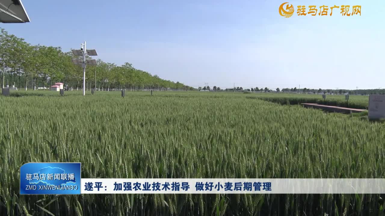 遂平：加强农业技术指导 做好小麦后期管理