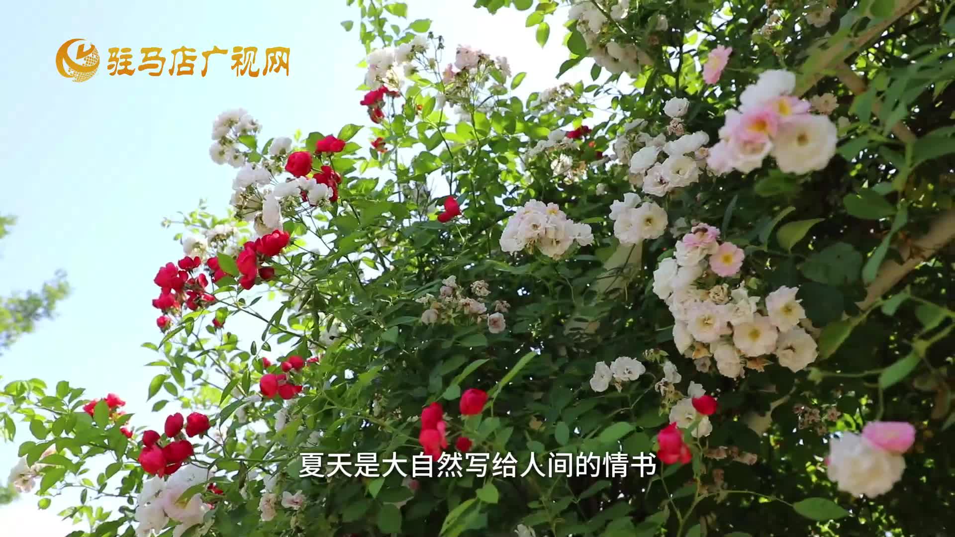 低眉春已逝 抬头夏伊始 明天我们将迎来夏季的第一个节气--立夏