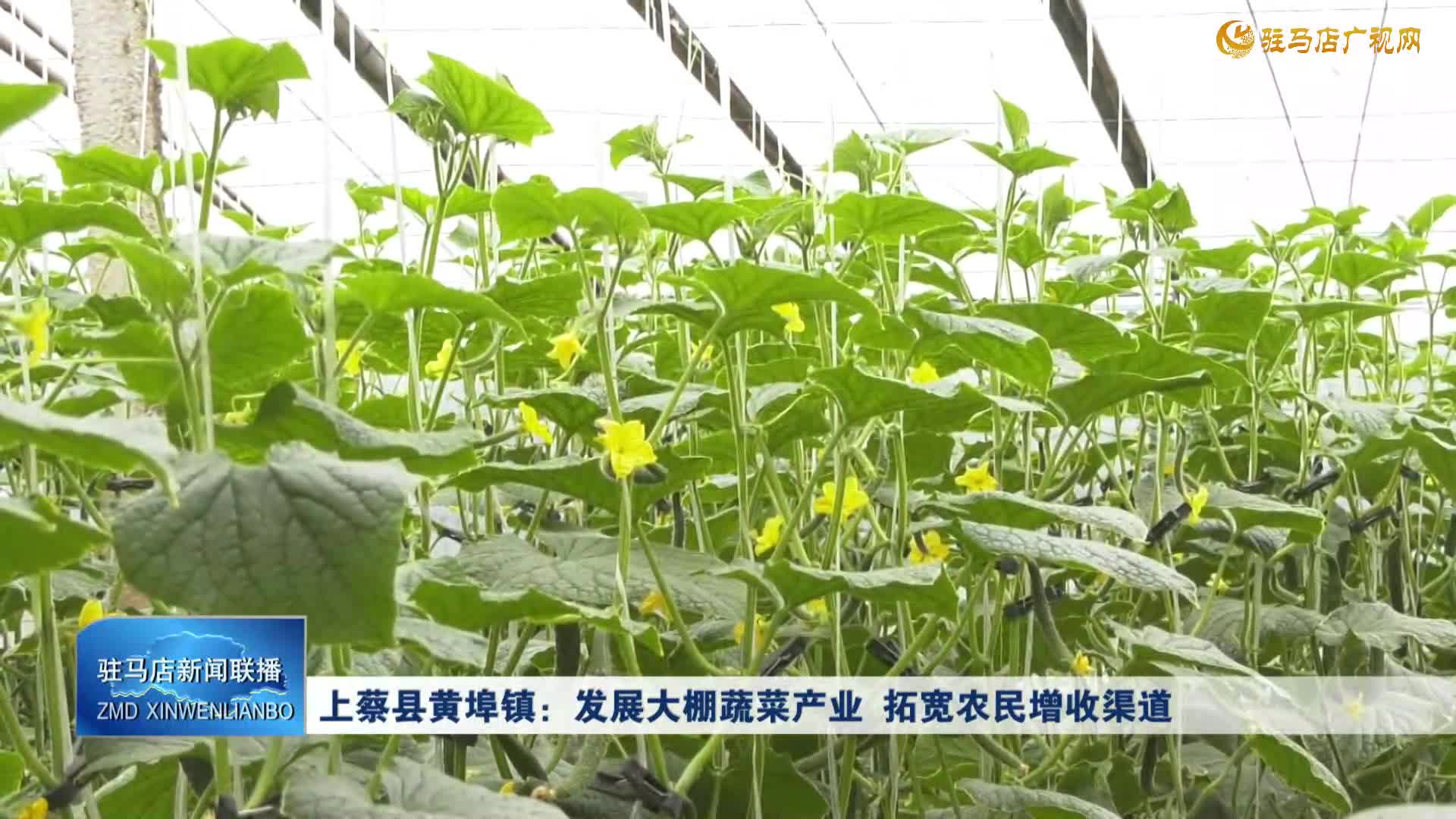 上蔡縣黃埠鎮(zhèn)：發(fā)展大棚蔬菜產(chǎn)業(yè) 拓寬農(nóng)民增收渠道