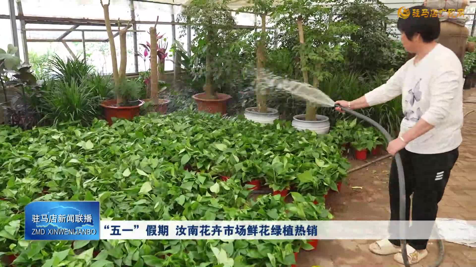 “五一”假期 汝南花卉市场鲜花绿植热销