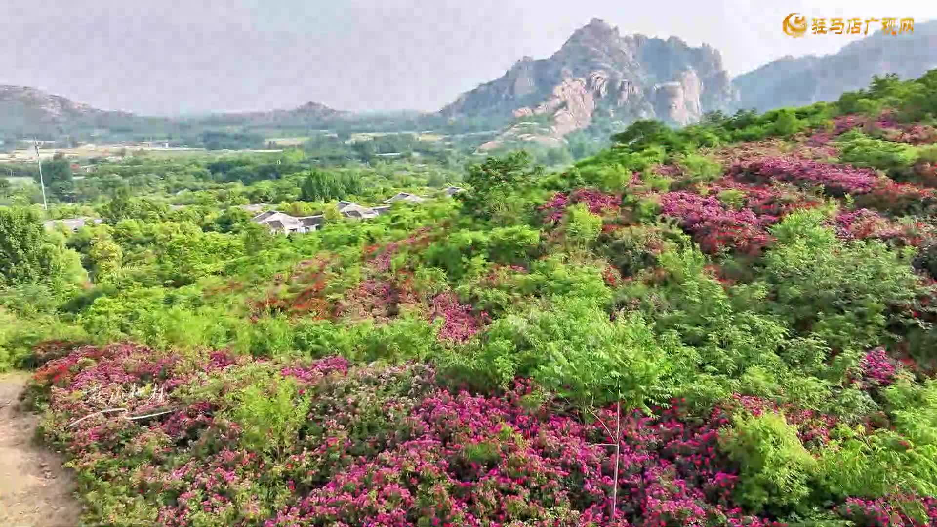 遂平嵖岈山：花山枫林蔷薇盛放