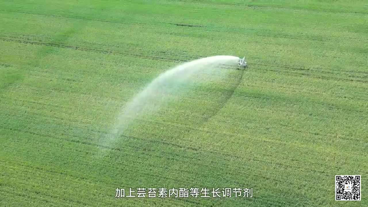 農(nóng)技專家農(nóng)技大咖下田 夏糧豐收有保障
