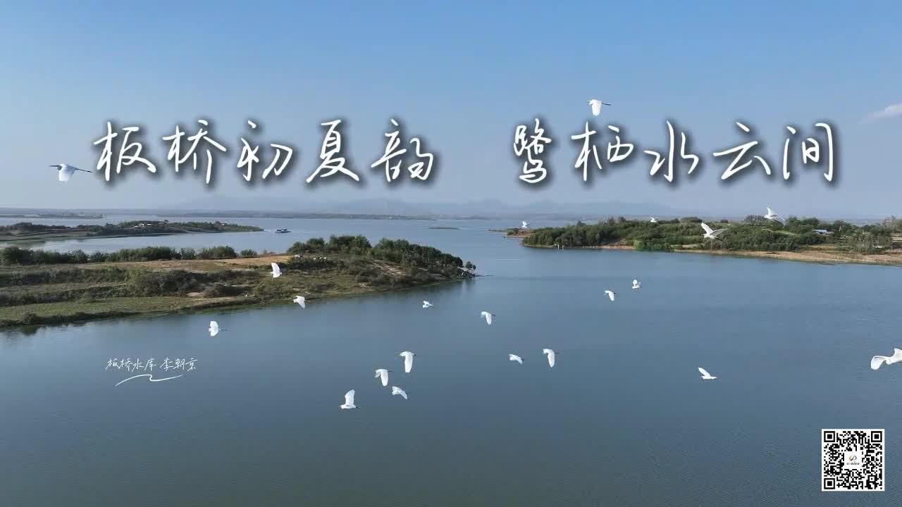 【大美天中】板橋初夏韻 鷺棲水云間