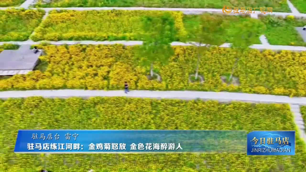 駐馬店練江河畔：金雞菊怒放?金色花海醉游人