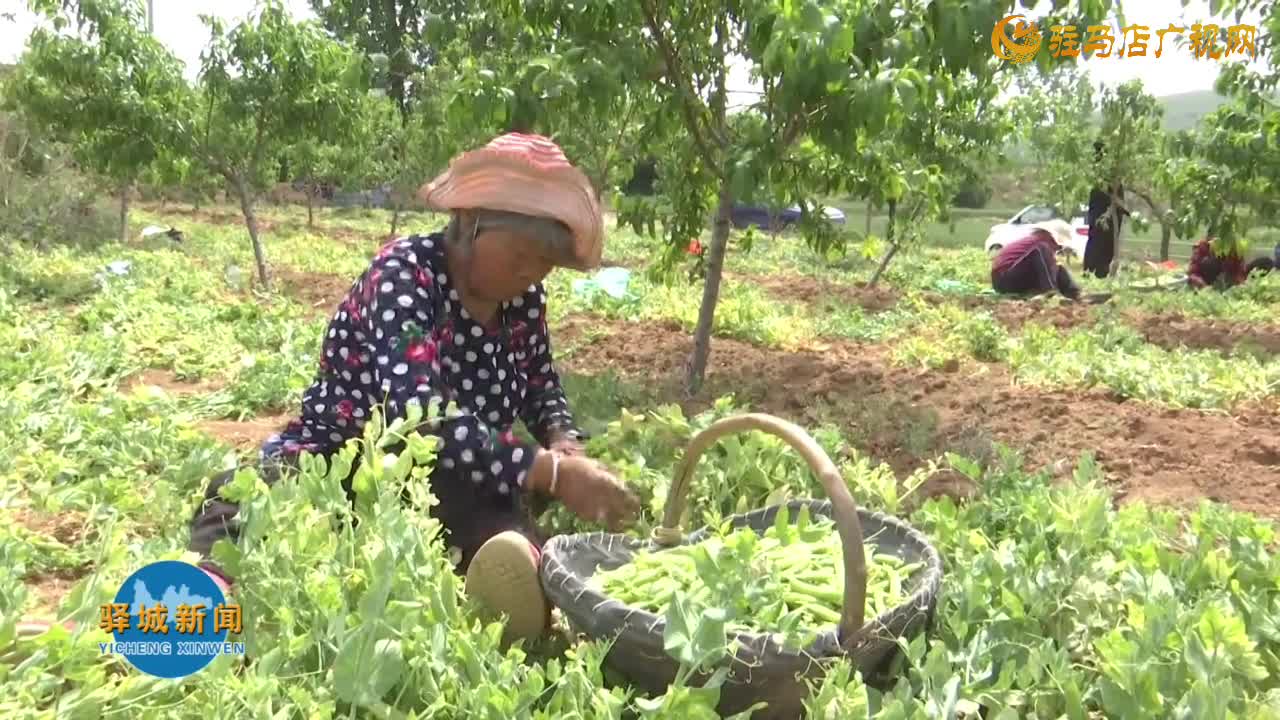 胡庙乡：发展“一地多用”特色农业 开辟农民增收新渠道