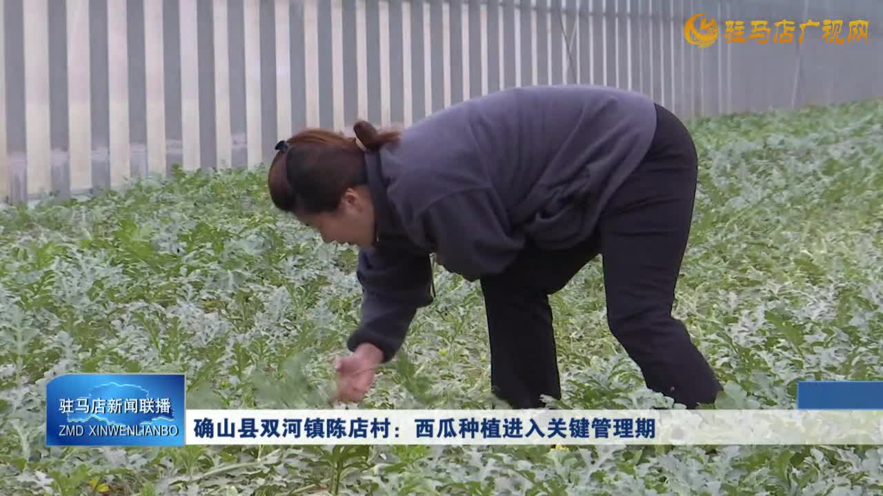 確山縣雙河鎮(zhèn)陳店村:西瓜種植進(jìn)入關(guān)鍵管理期