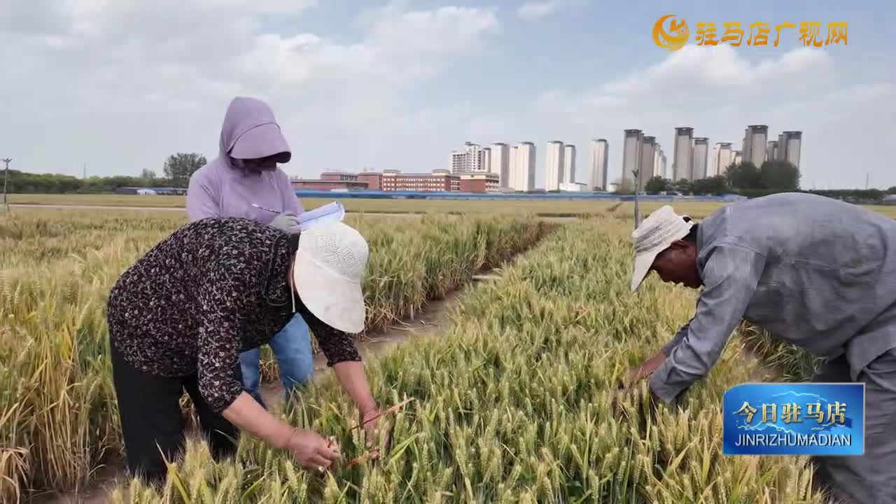 農(nóng)業(yè)專家指導(dǎo)雨后麥田管理
