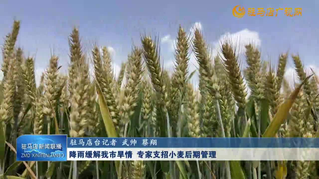 降雨緩解我市旱情 專家支招小麥后期管理