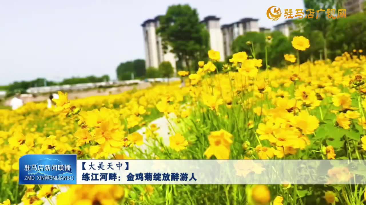 【大美天中】練江河畔：金雞菊綻放醉游人