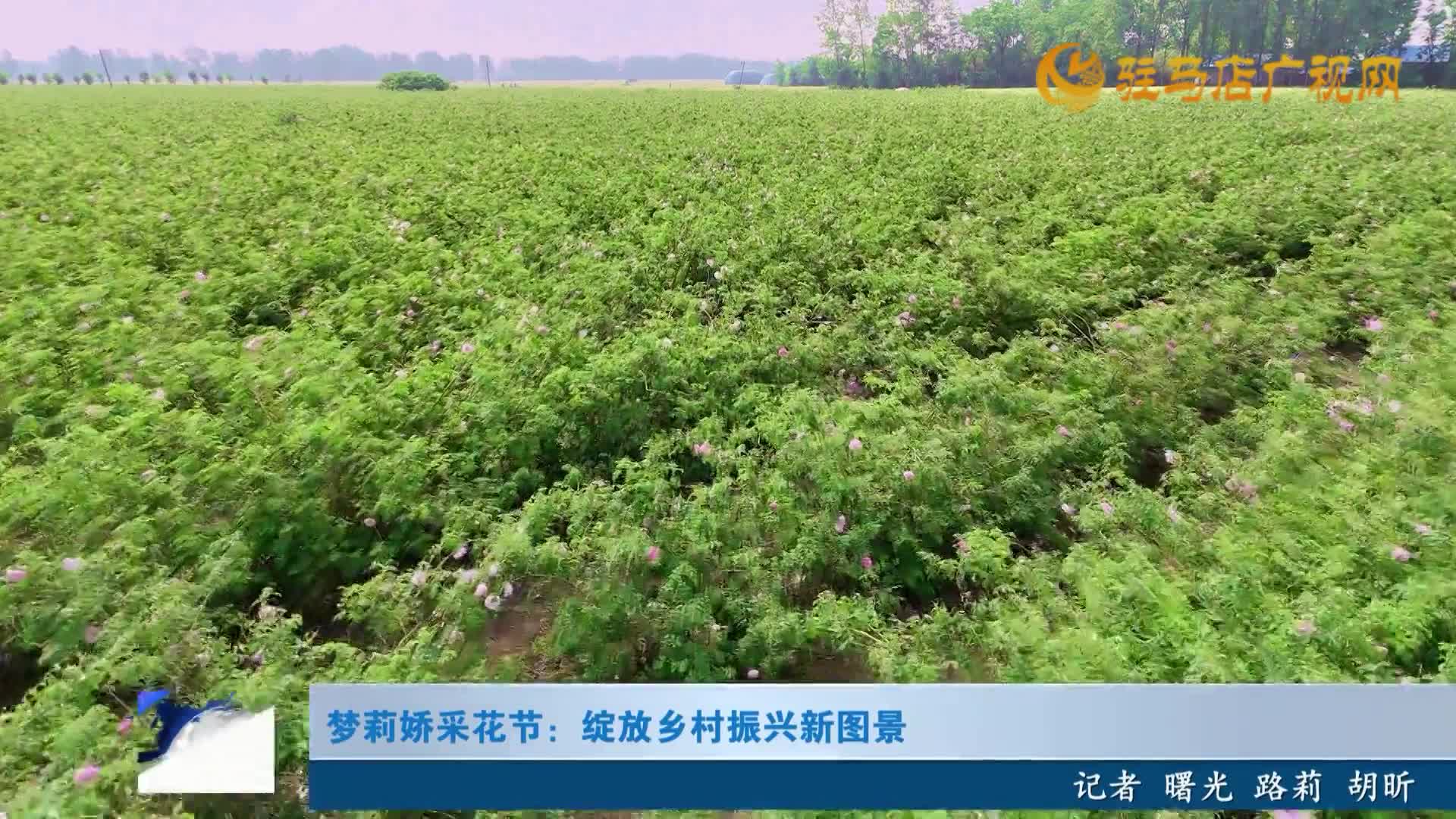 夢莉嬌采花節(jié)：綻放鄉(xiāng)村振興新圖景