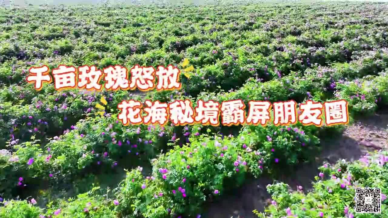 千畝玫瑰怒放 花海秘境霸屏朋友圈