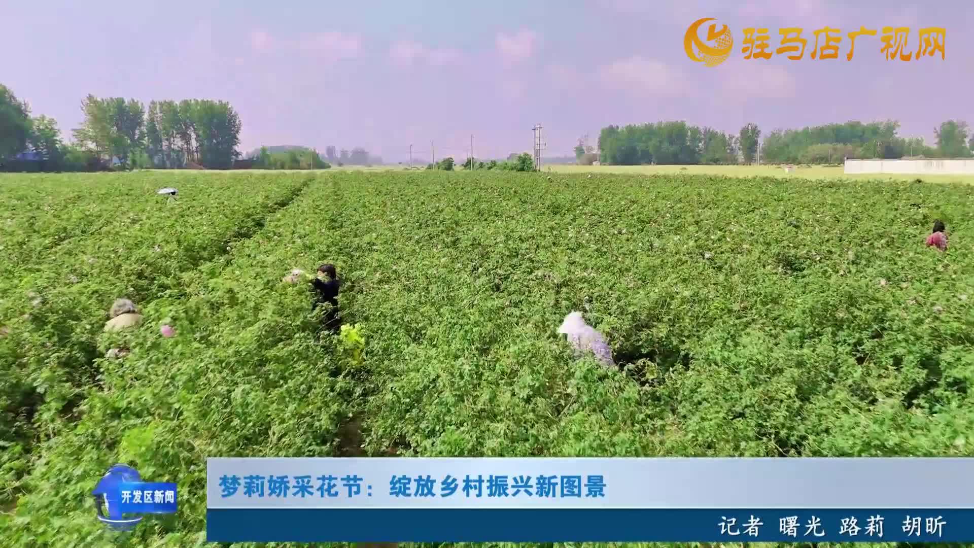 夢莉嬌采花節(jié)：綻放鄉(xiāng)村振興新圖景