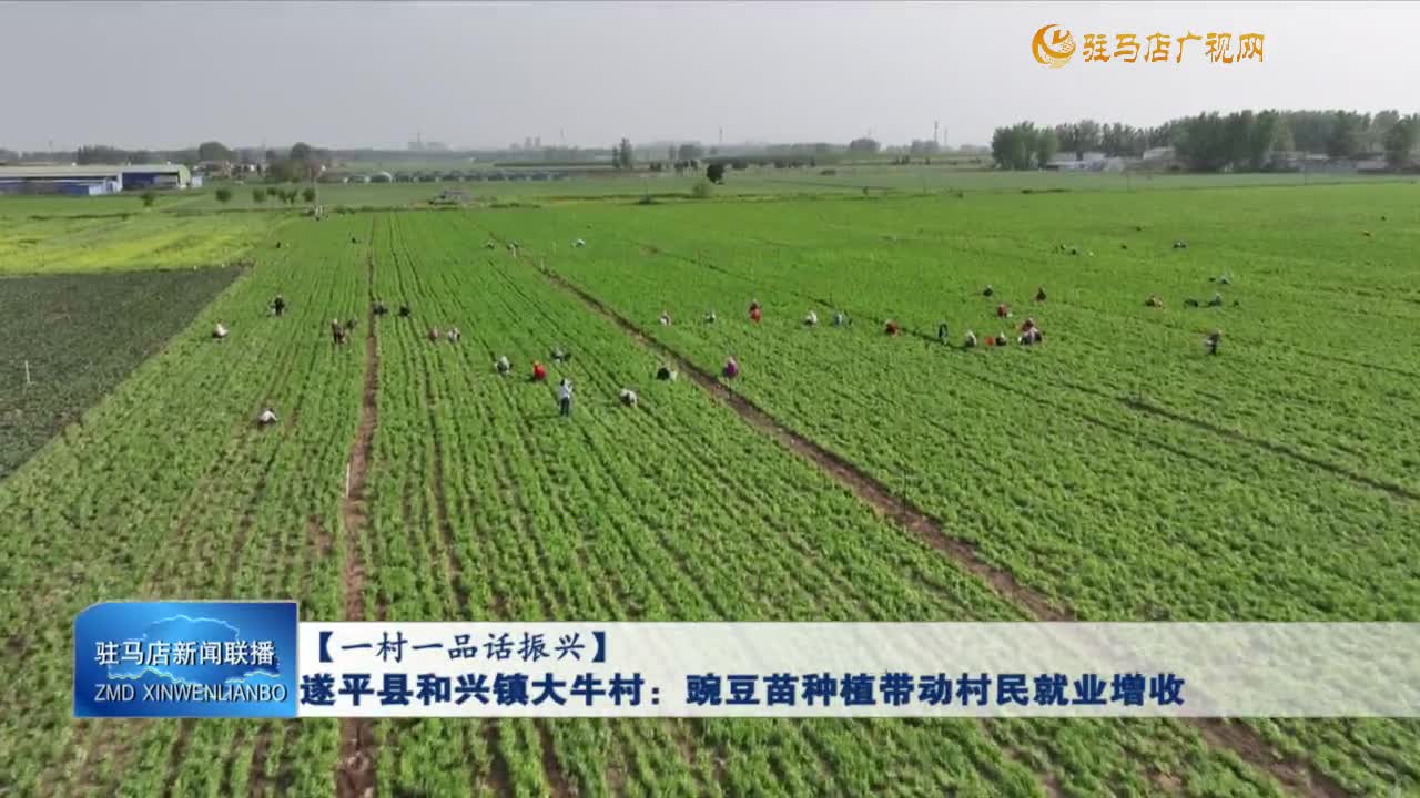 【一村一品話振興】遂平縣和興鎮(zhèn)大牛村：豌豆苗種植帶動村民就業(yè)增收
