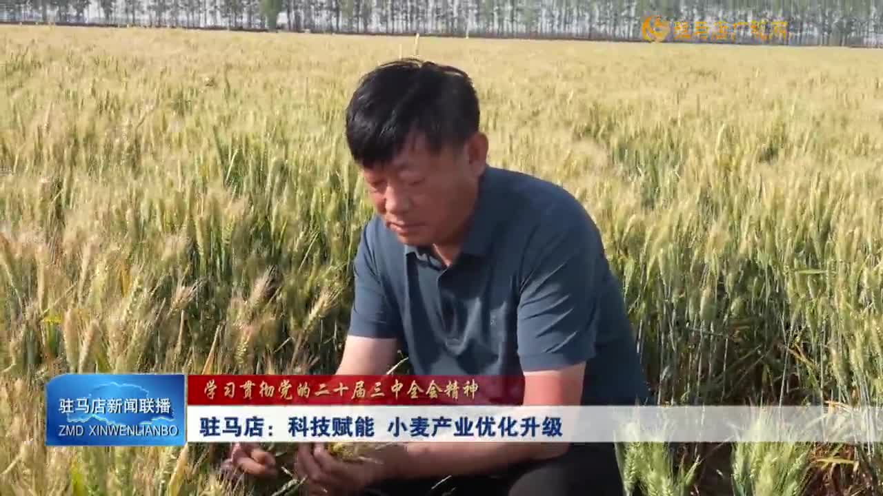 【学习贯彻党的二十届三中全会精神】驻马店：科技赋能 小麦产业优化升级