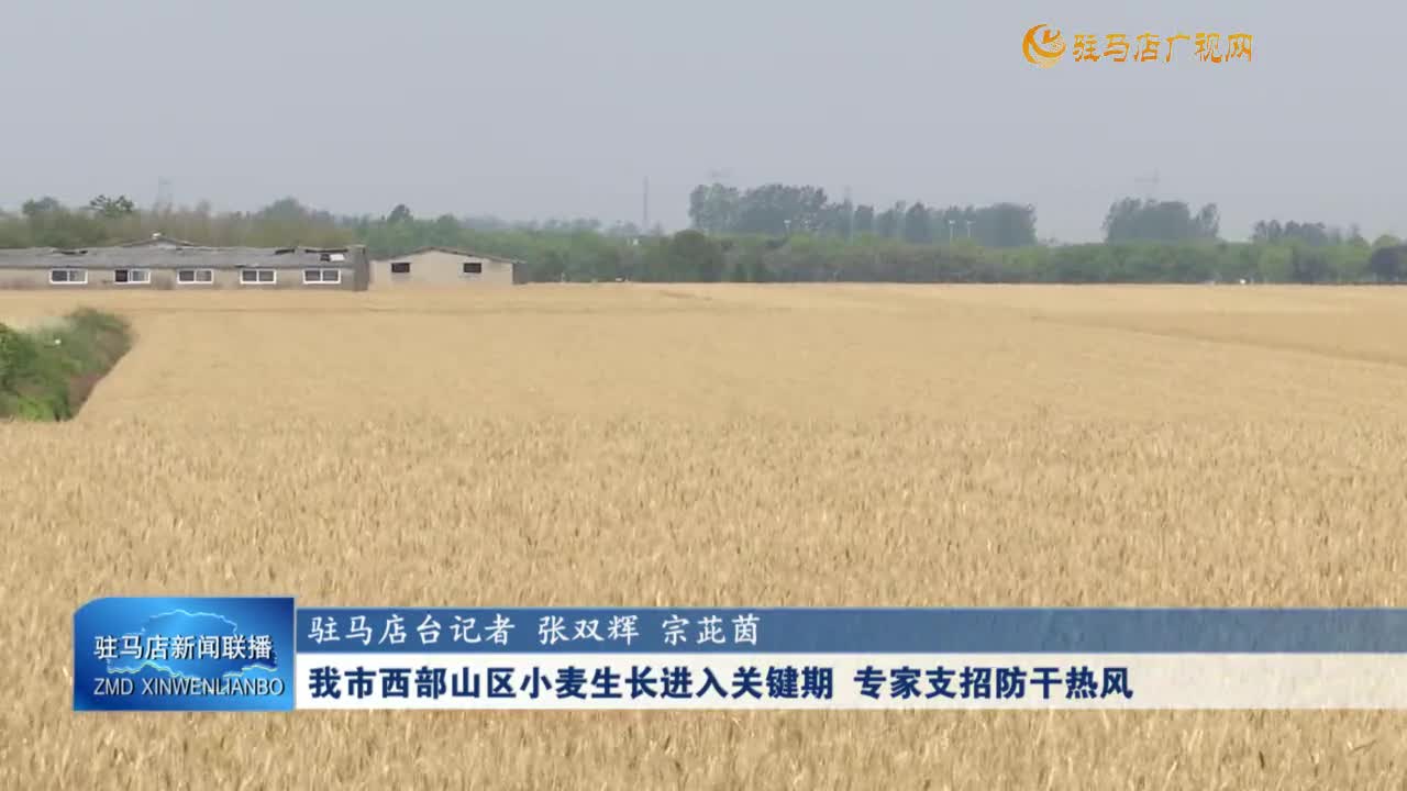 我市西部山區(qū)小麥生長進(jìn)入關(guān)鍵期 專家支招防干熱風(fēng)