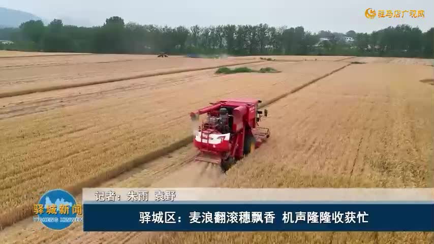 驛城區(qū)：麥浪翻滾穗飄香 機(jī)聲隆隆收獲忙