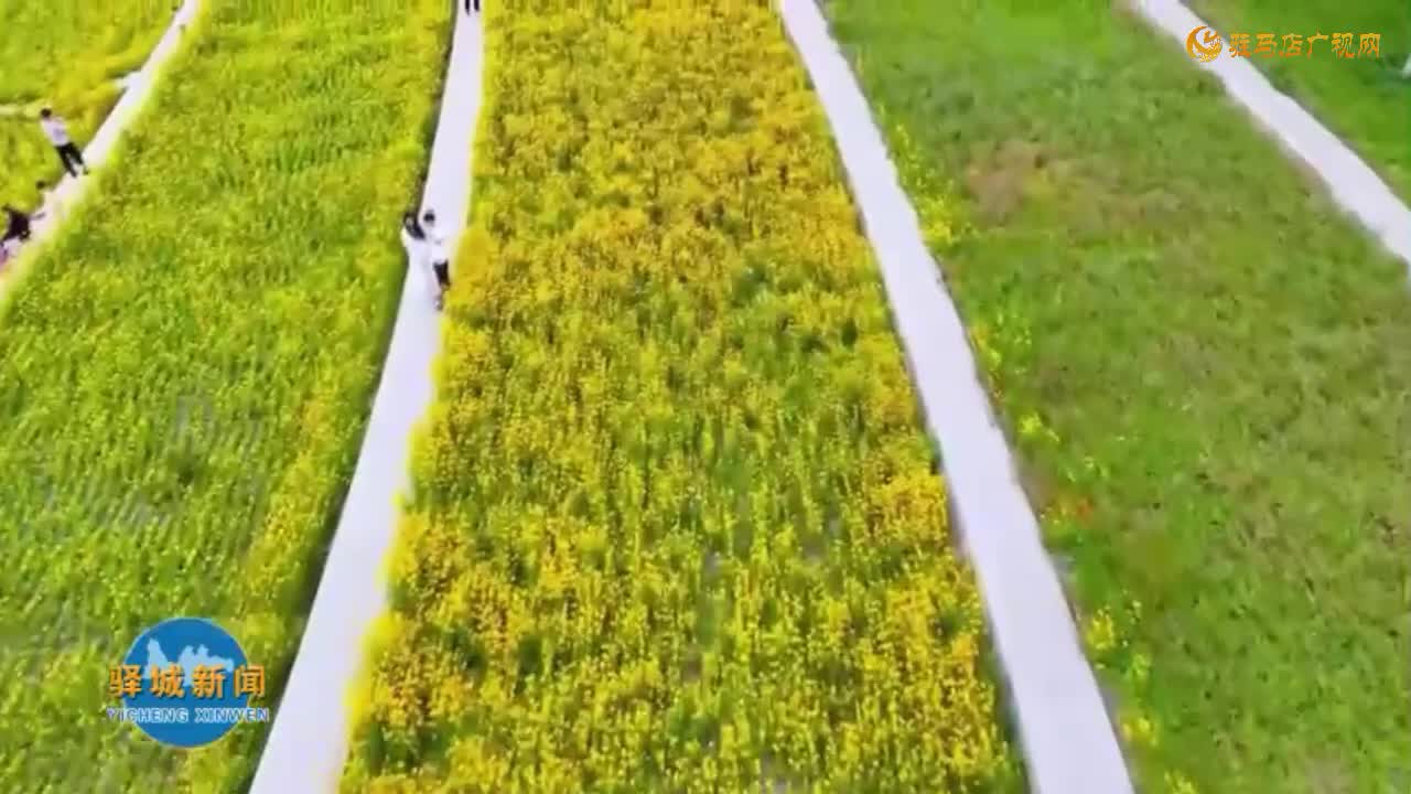 练江河畔：金鸡菊怒放 金色花海醉游人