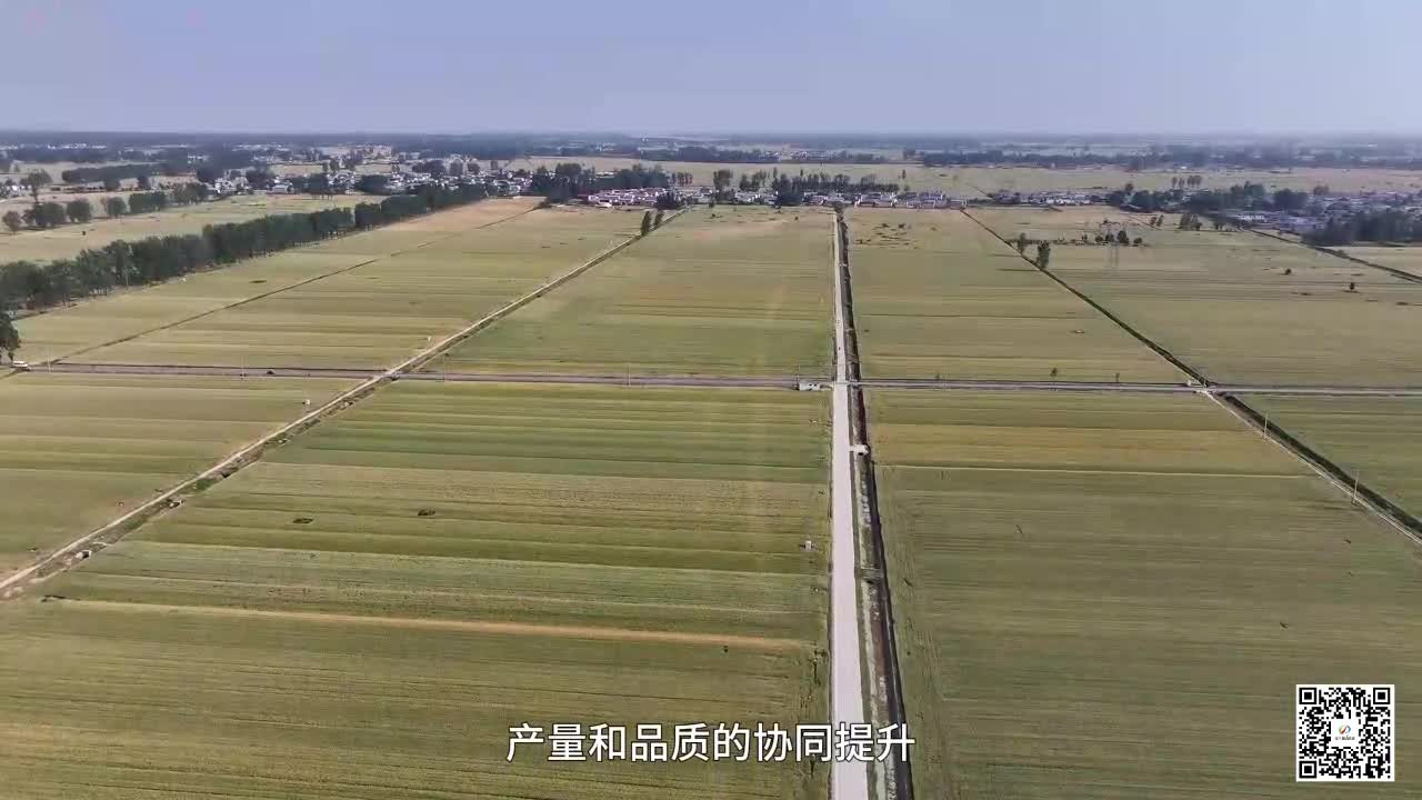 3600畝小麥成“實驗場” 咋做到高產(chǎn)又暢銷？