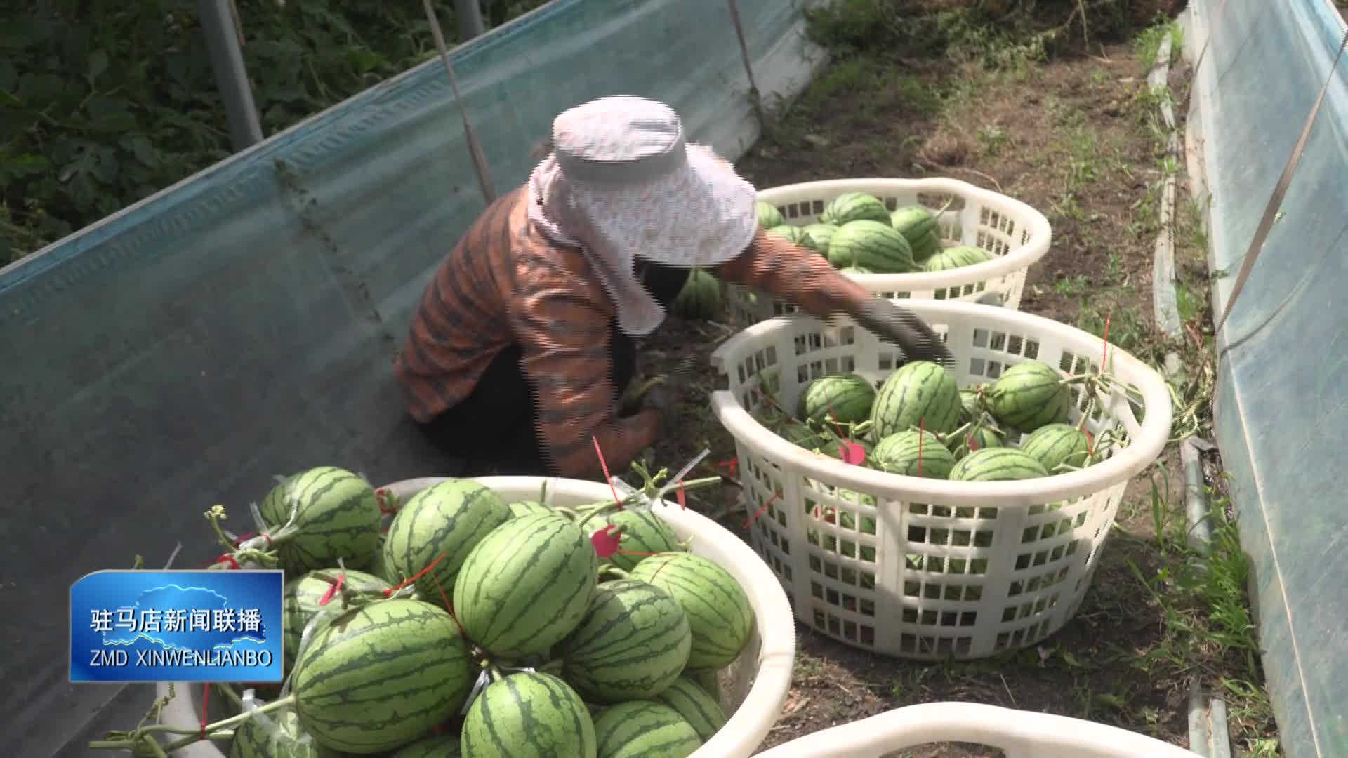 上蔡县齐海乡：头茬吊瓜早上市 特色产业助振兴