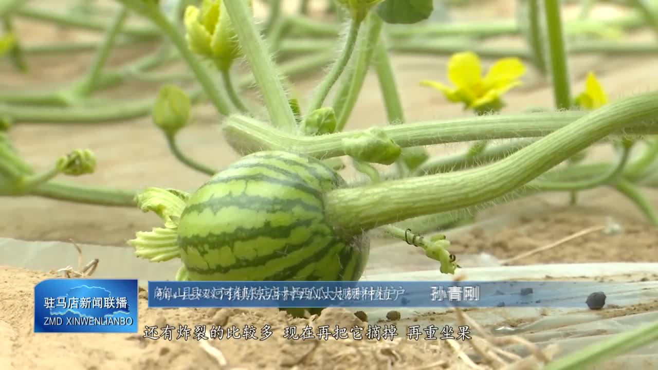 确山县双河镇陈店村：西瓜种植进入关键管理期