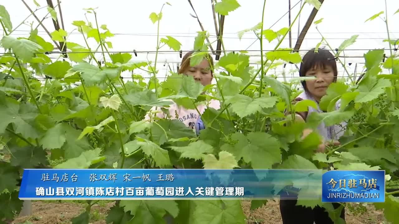 确山县双河镇陈店村百亩葡萄园进入关键管理期