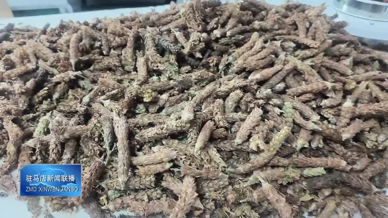 周志强：发展中药材订单种植 带动乡邻走上增收路