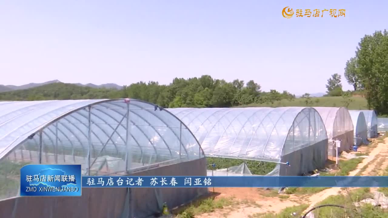 【一村一品话振兴】驿城区蚁蜂镇鲁湾村：特色产业带动农民持续增收